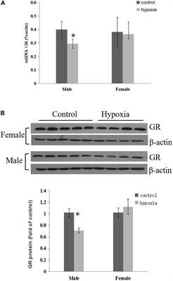 Antenatal Hypoxia and Programming of Glucocorticoid Receptor Expression in the Adult Rat Heart